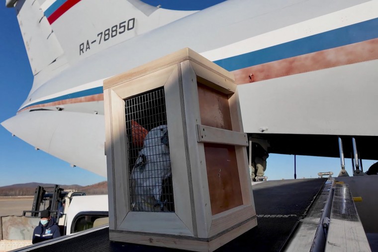 Russian Natural Resources Minister Alexander Kozlov visited the central zoo in Pyongyang, North Korea during an official event to transfer over 70 animals from Russia to North Korea as part of the bilateral cooperation between the two countries.