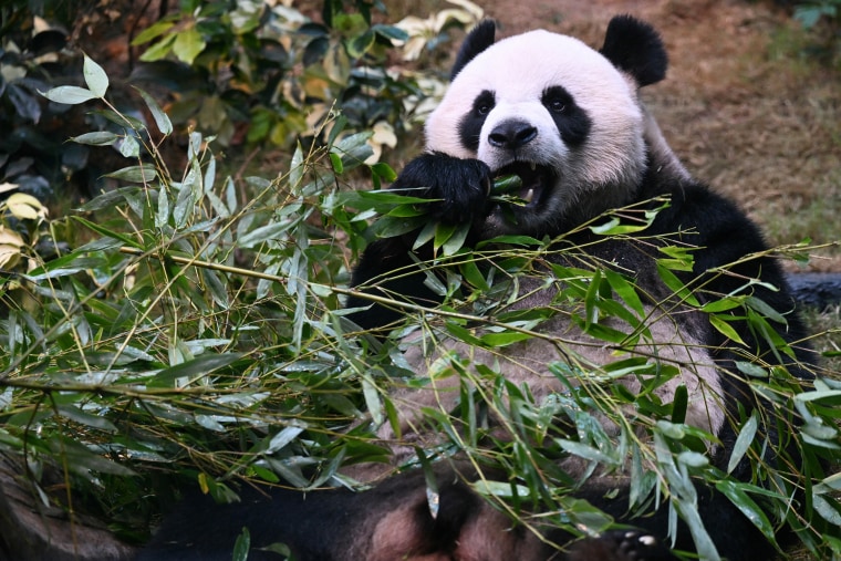 Hong Kong Panda Ocean Park