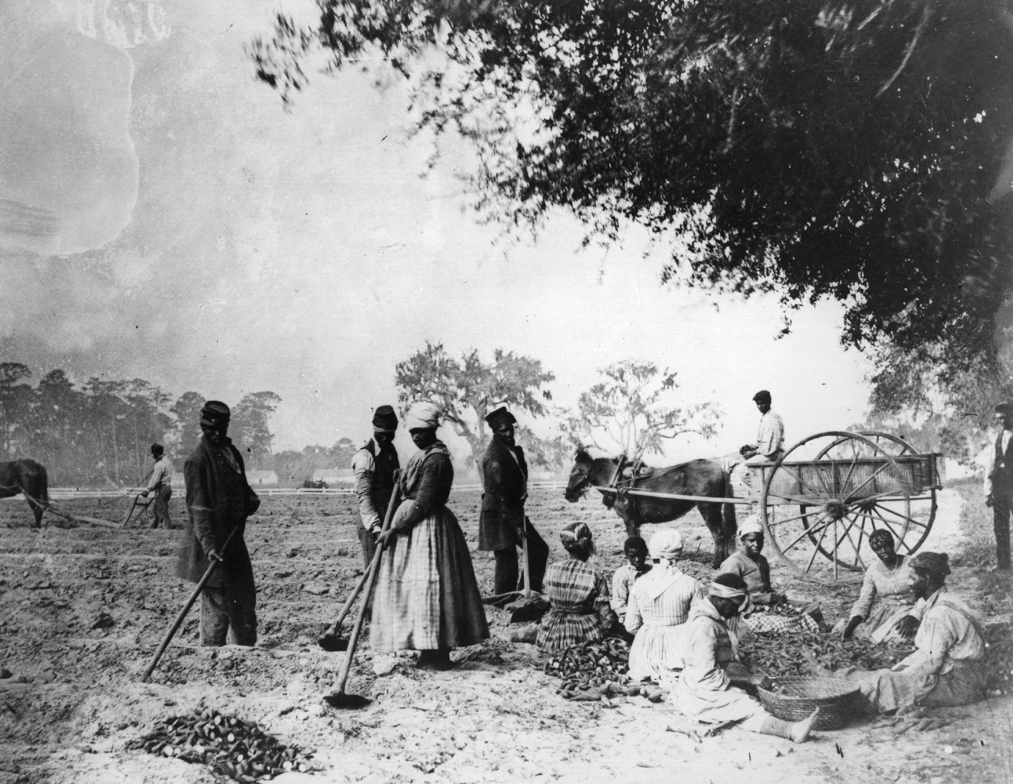 Black-and-white photo of a group of people working farmland.