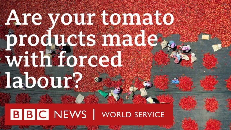 Blood on the Shelves: The Secrets of Xinjiang’s Tomato Industry