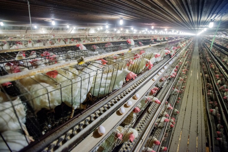 Chickens in cages at a conventional production commercial, egg farm