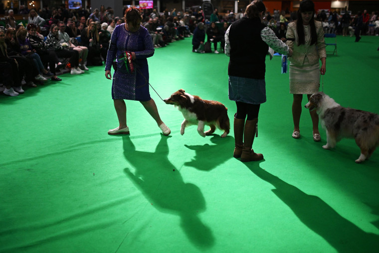 Crufts Dog Show 2025